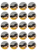 Pferd №11  20st Muffinaufleger