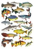 Fishing, Angler, Fisch, 18 Stück