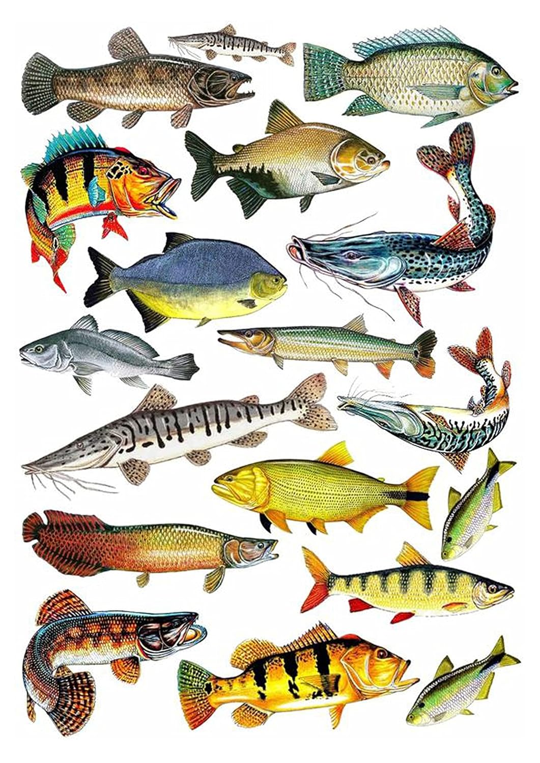 Fishing, Angler, Fisch, 18 Stück